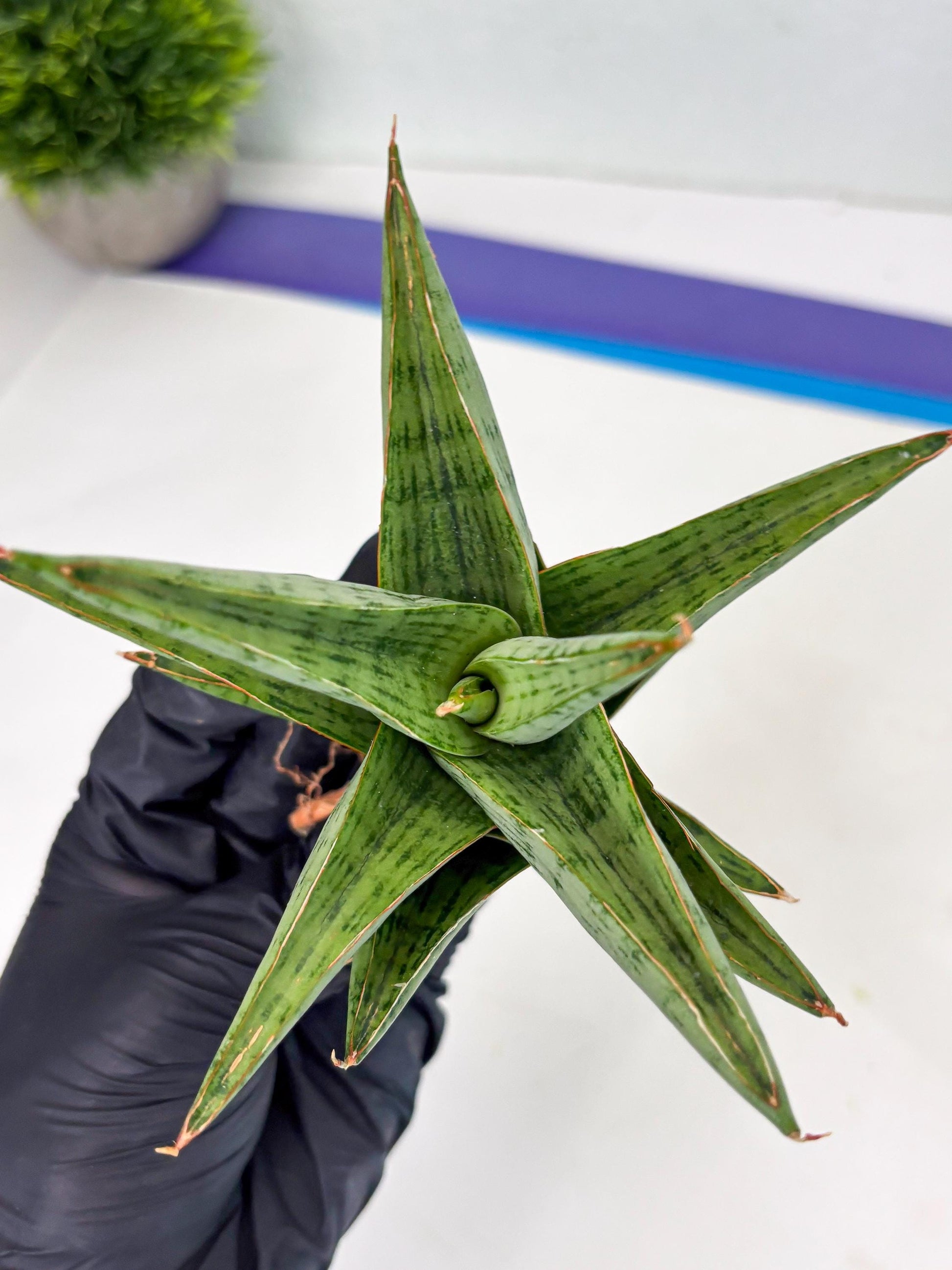 Sansevieria Liwa (Ha2) (17) | Imported