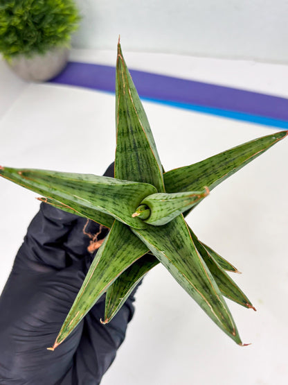 Sansevieria Liwa (Ha2) (17) | Imported