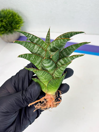 Sansevieria Teletubbies (Ha2) (18) | Imported hybrids