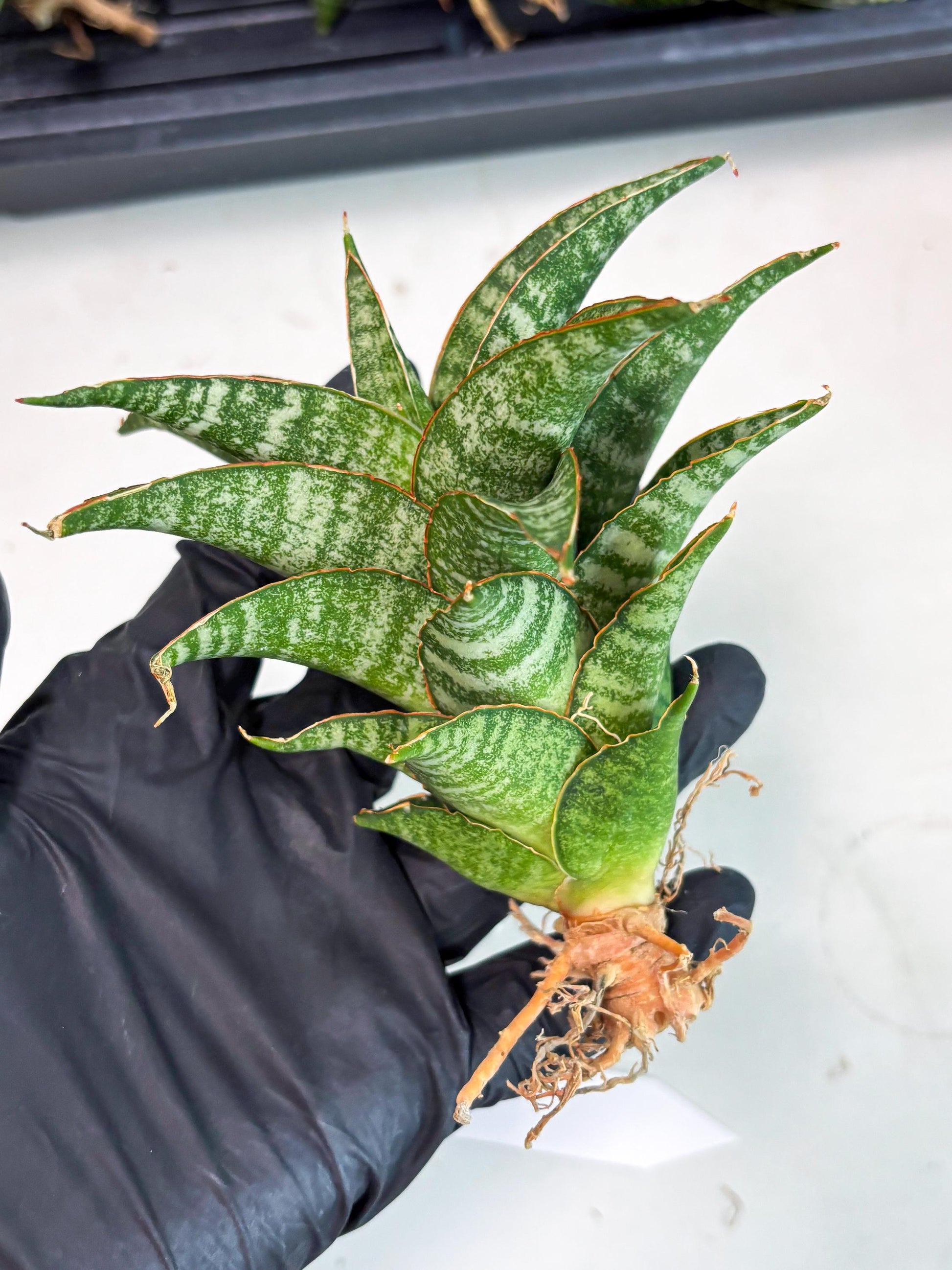 Sansevieria Teletubbies (Ha2) (18) | Imported hybrids
