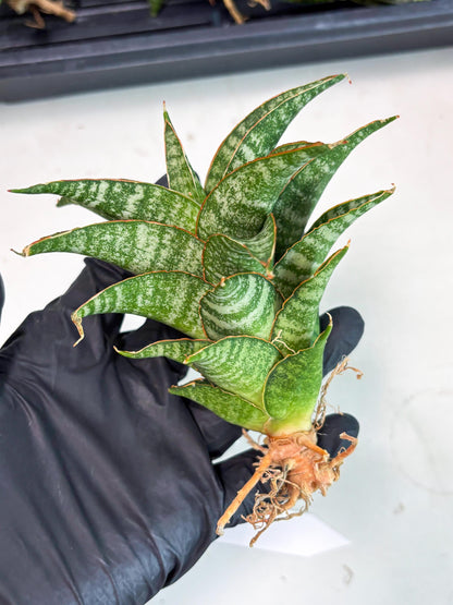 Sansevieria Teletubbies (Ha2) (18) | Imported hybrids