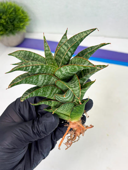 Sansevieria Teletubbies (Ha2) (18) | Imported hybrids