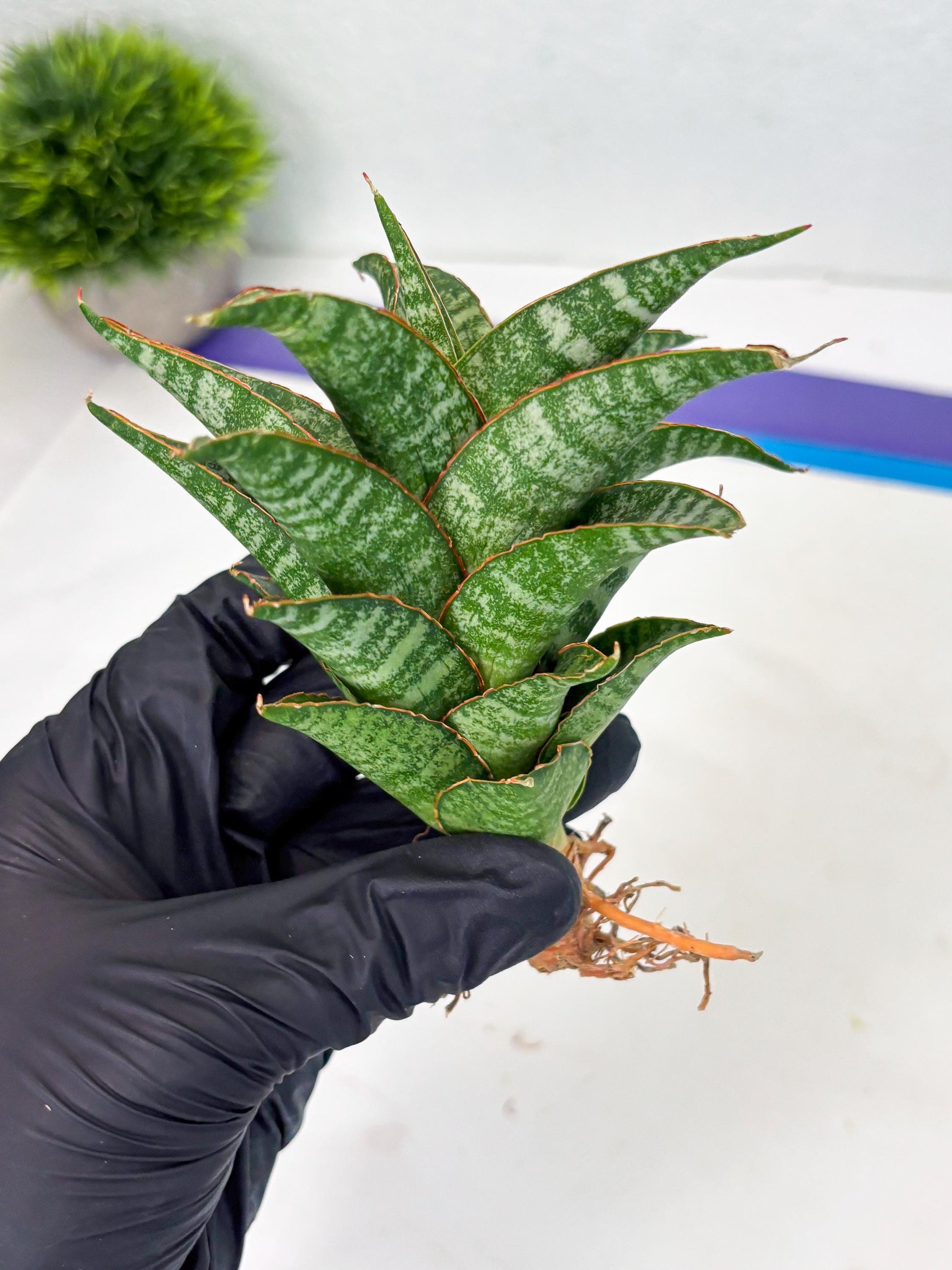 Sansevieria Teletubbies (Ha2) (18) | Imported hybrids