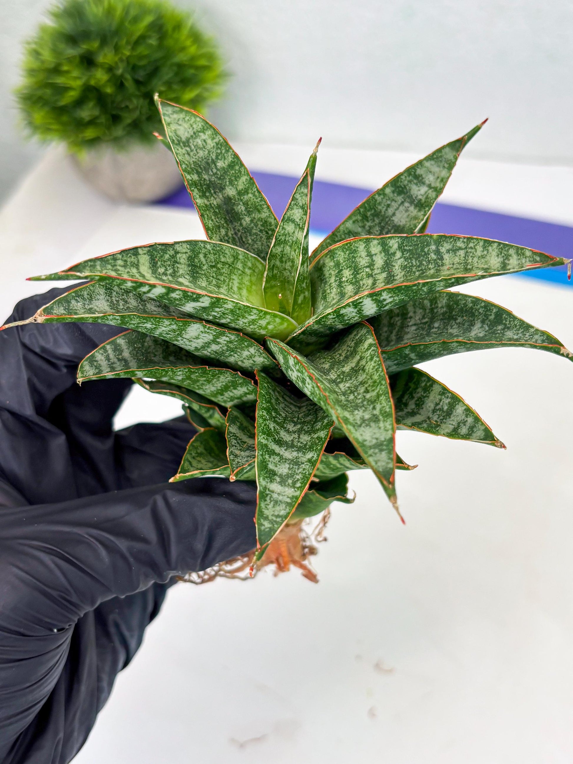 Sansevieria Teletubbies (Ha2) (18) | Imported hybrids