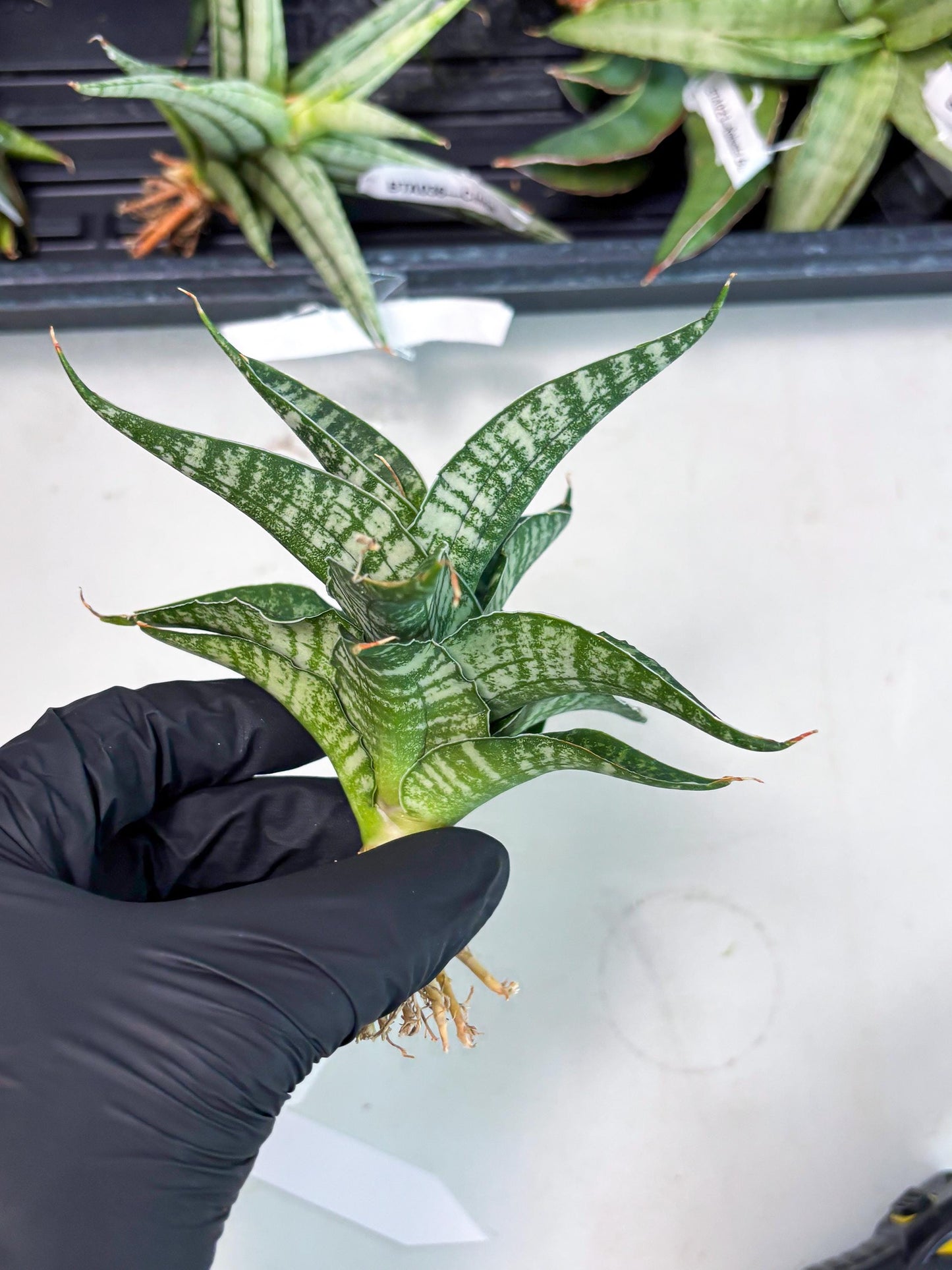 Sansevieria Silver Mottled (Ha3) (12) | Rare Hybrid