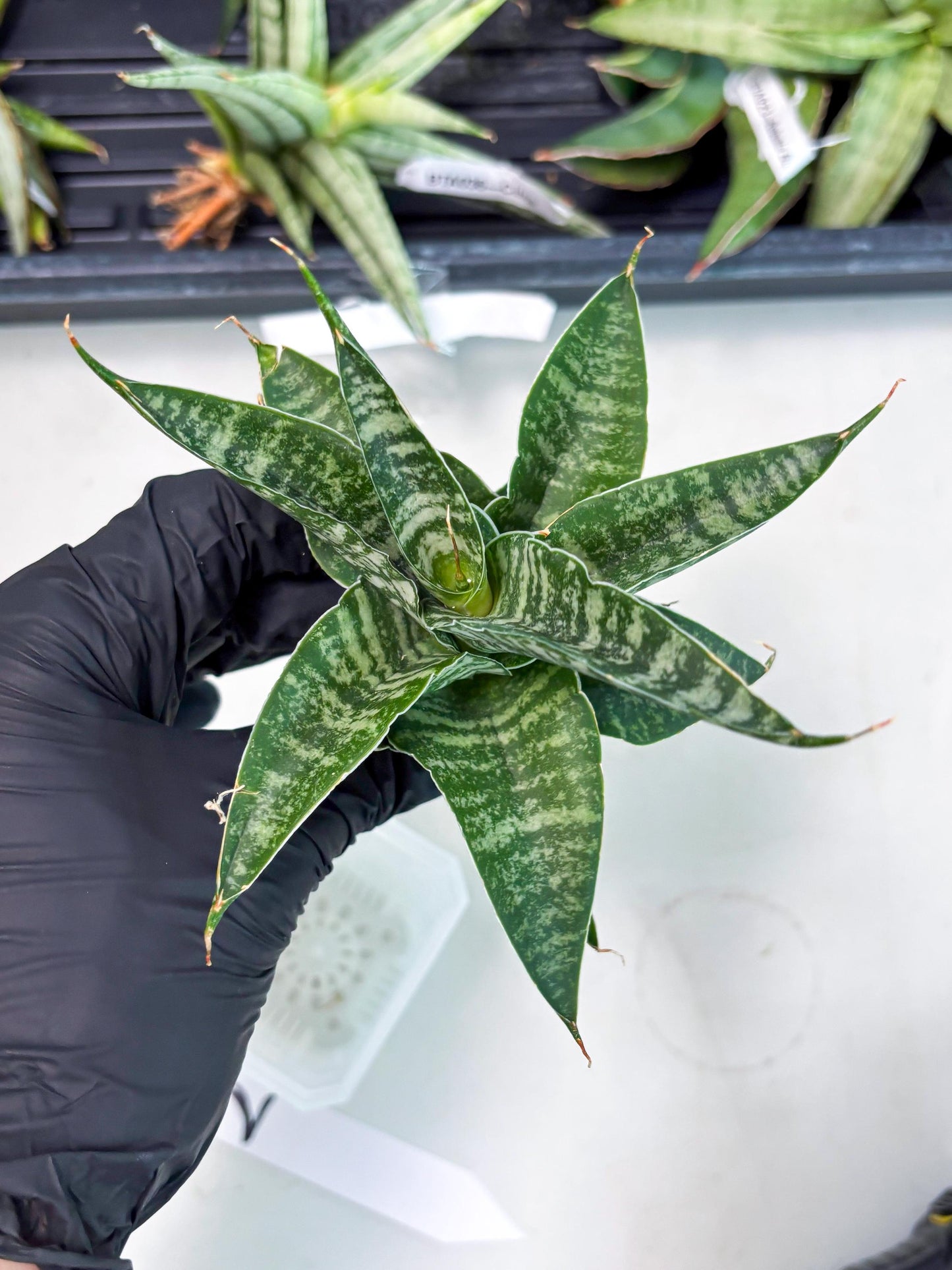 Sansevieria Silver Mottled (Ha3) (12) | Rare Hybrid