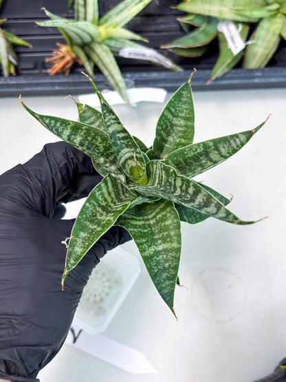 Sansevieria Silver Mottled (Ha3) (12) | Rare Hybrid