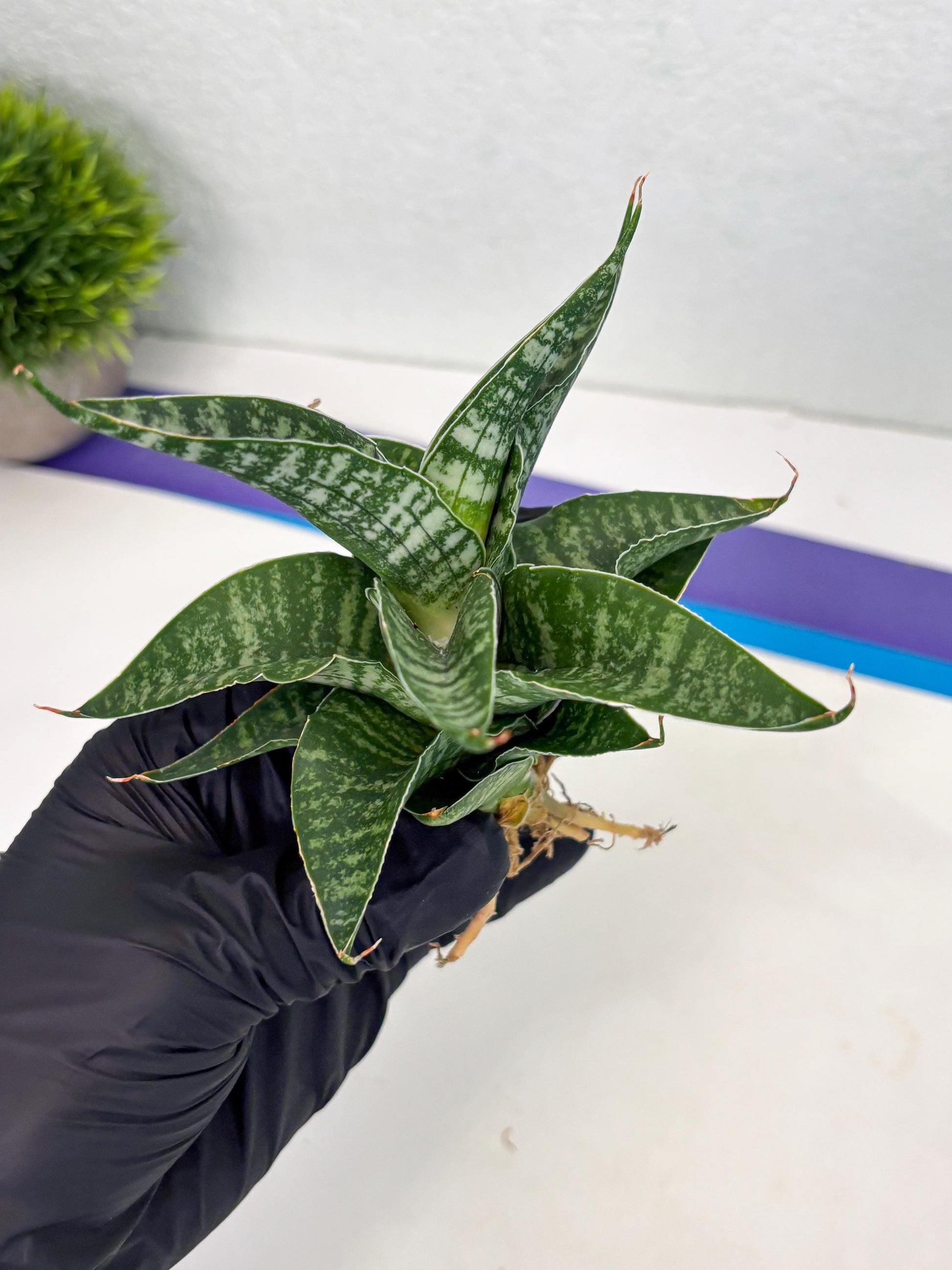 Sansevieria Silver Mottled (Ha3) (12) | Rare Hybrid