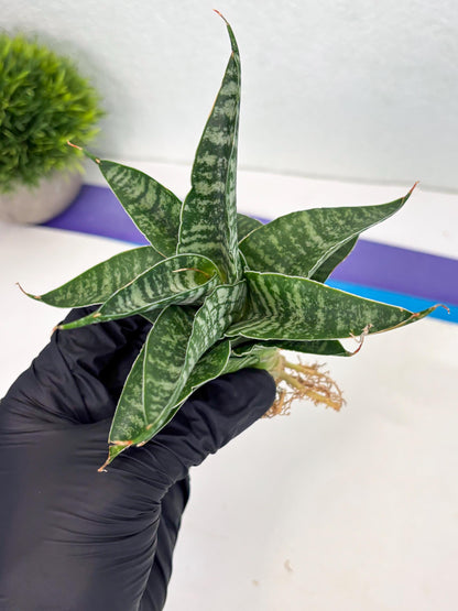 Sansevieria Silver Mottled (Ha3) (12) | Rare Hybrid