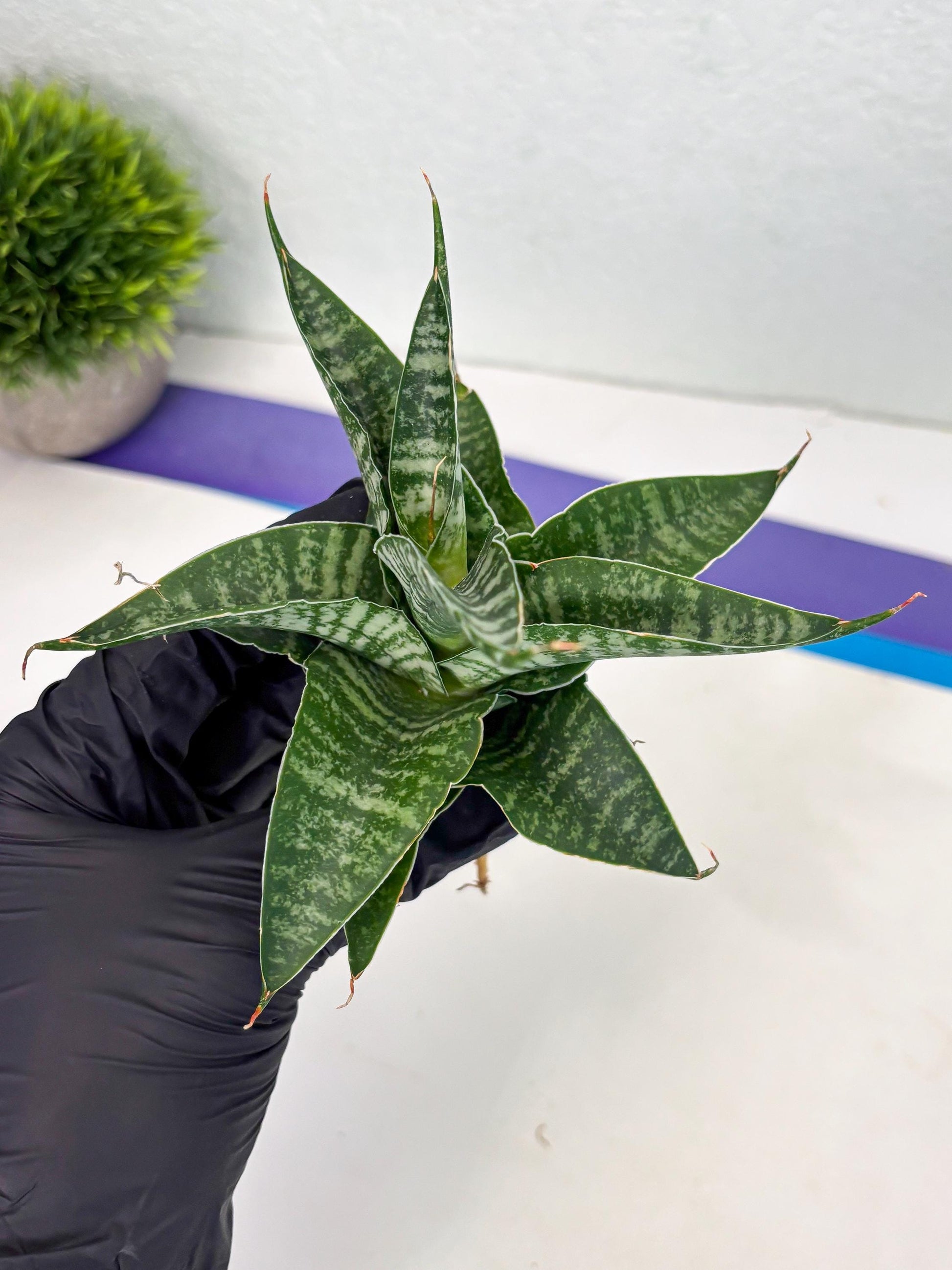 Sansevieria Silver Mottled (Ha3) (12) | Rare Hybrid