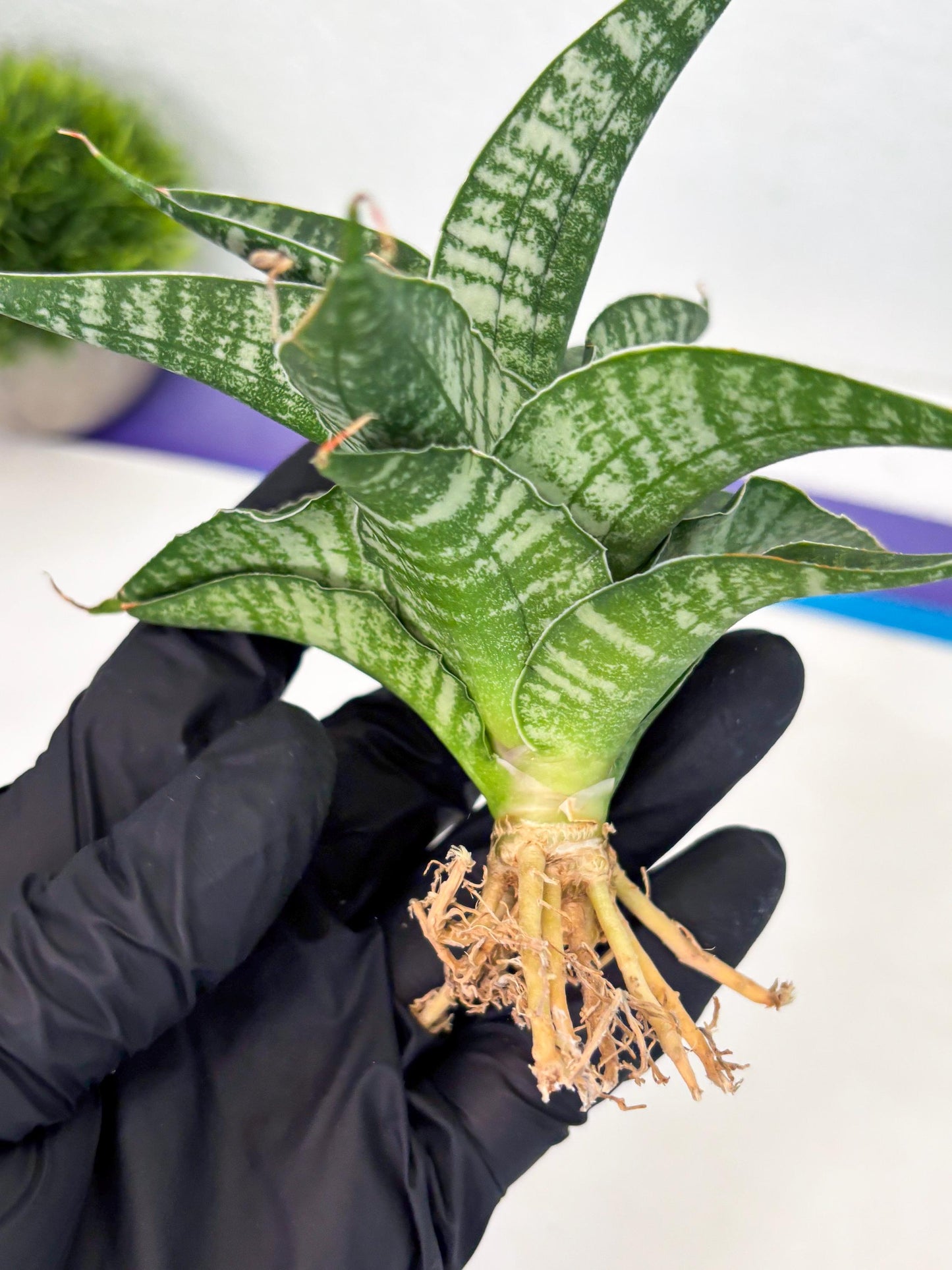 Sansevieria Silver Mottled (Ha3) (12) | Rare Hybrid