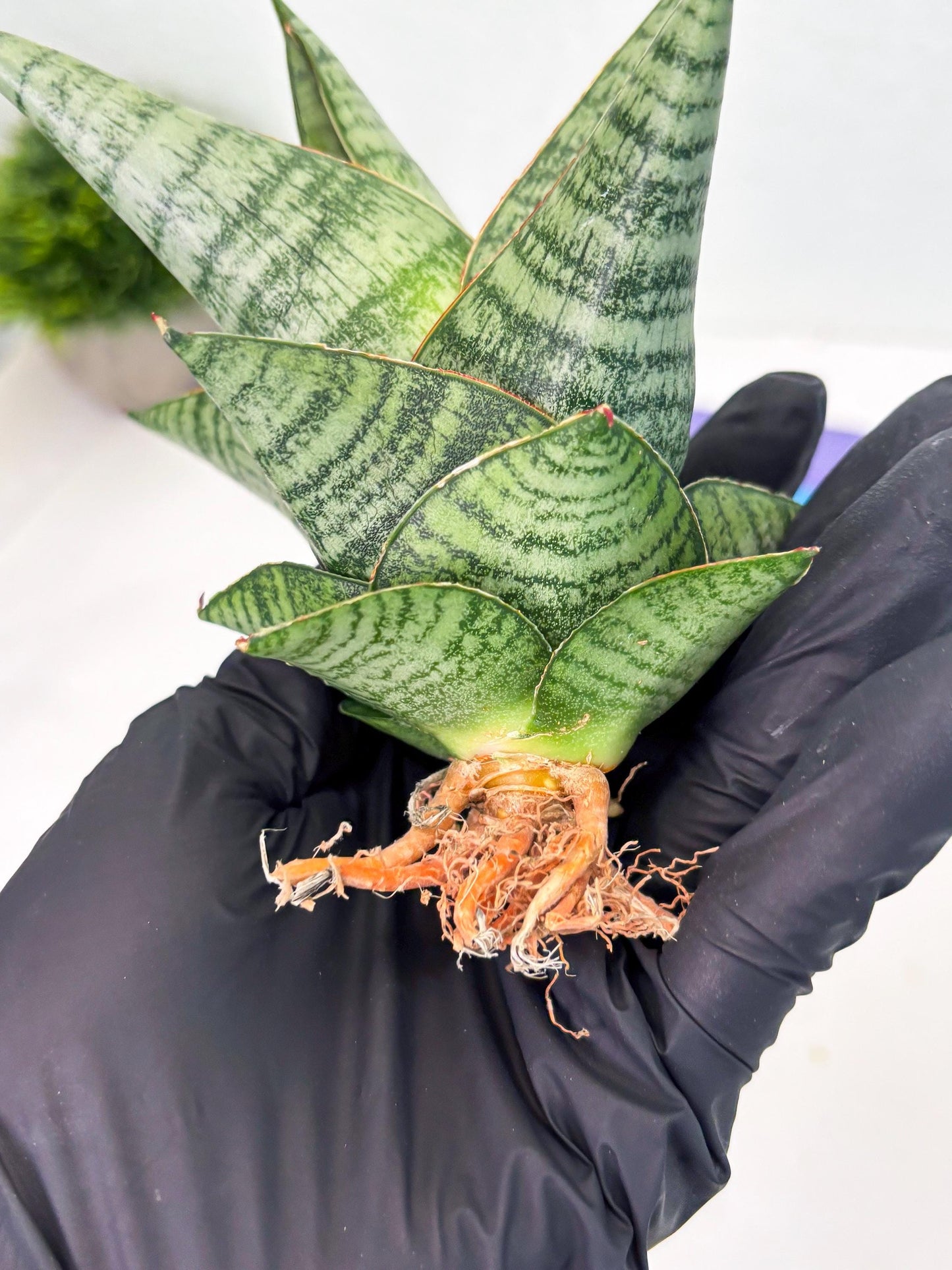 Sansevieria cordova x downsii x gabriela (Ha3) (4) | Rare Hybrid