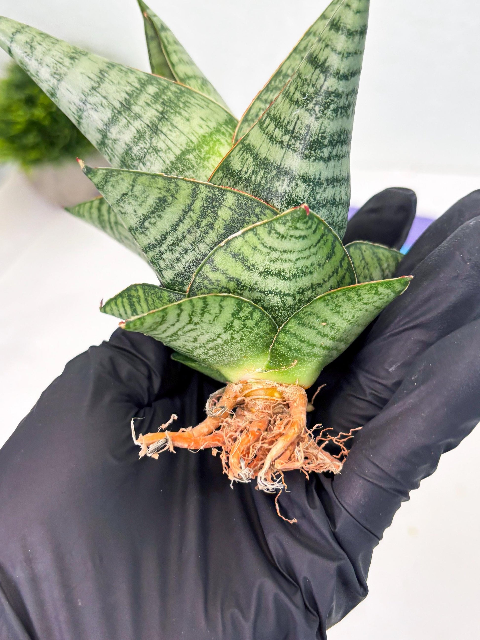 Sansevieria cordova x downsii x gabriela (Ha3) (4) | Rare Hybrid