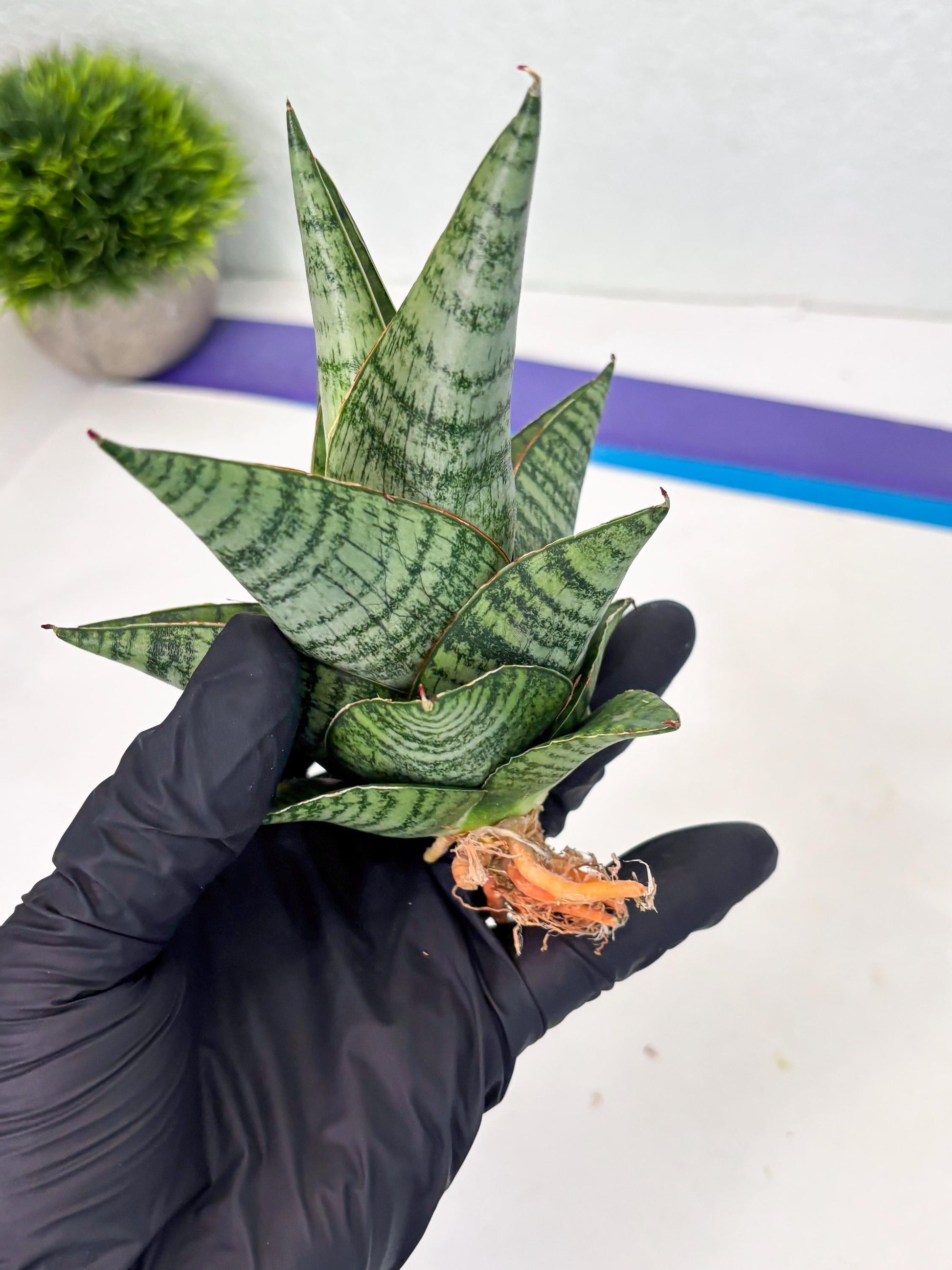 Sansevieria cordova x downsii x gabriela (Ha3) (4) | Rare Hybrid