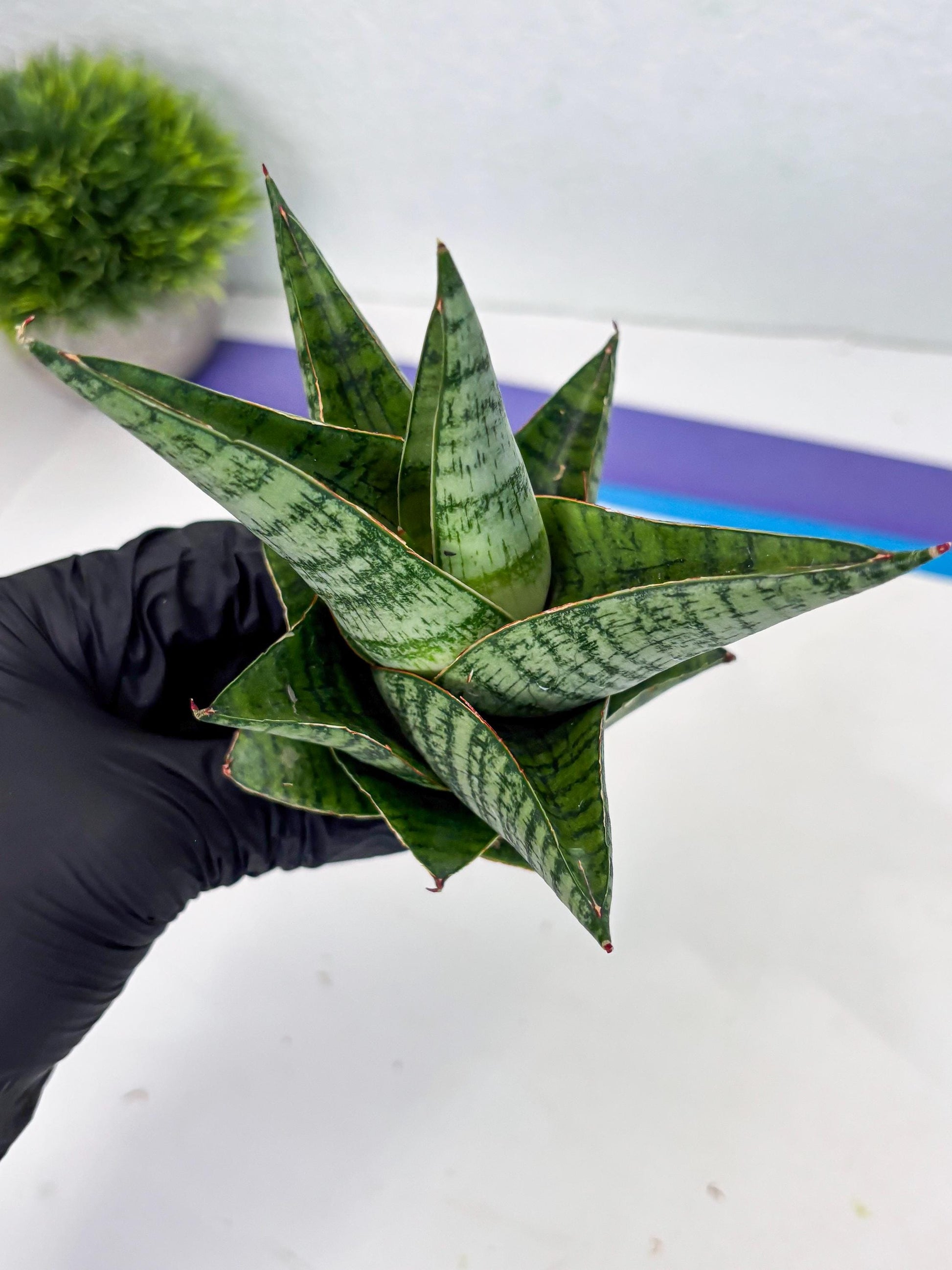 Sansevieria cordova x downsii x gabriela (Ha3) (4) | Rare Hybrid