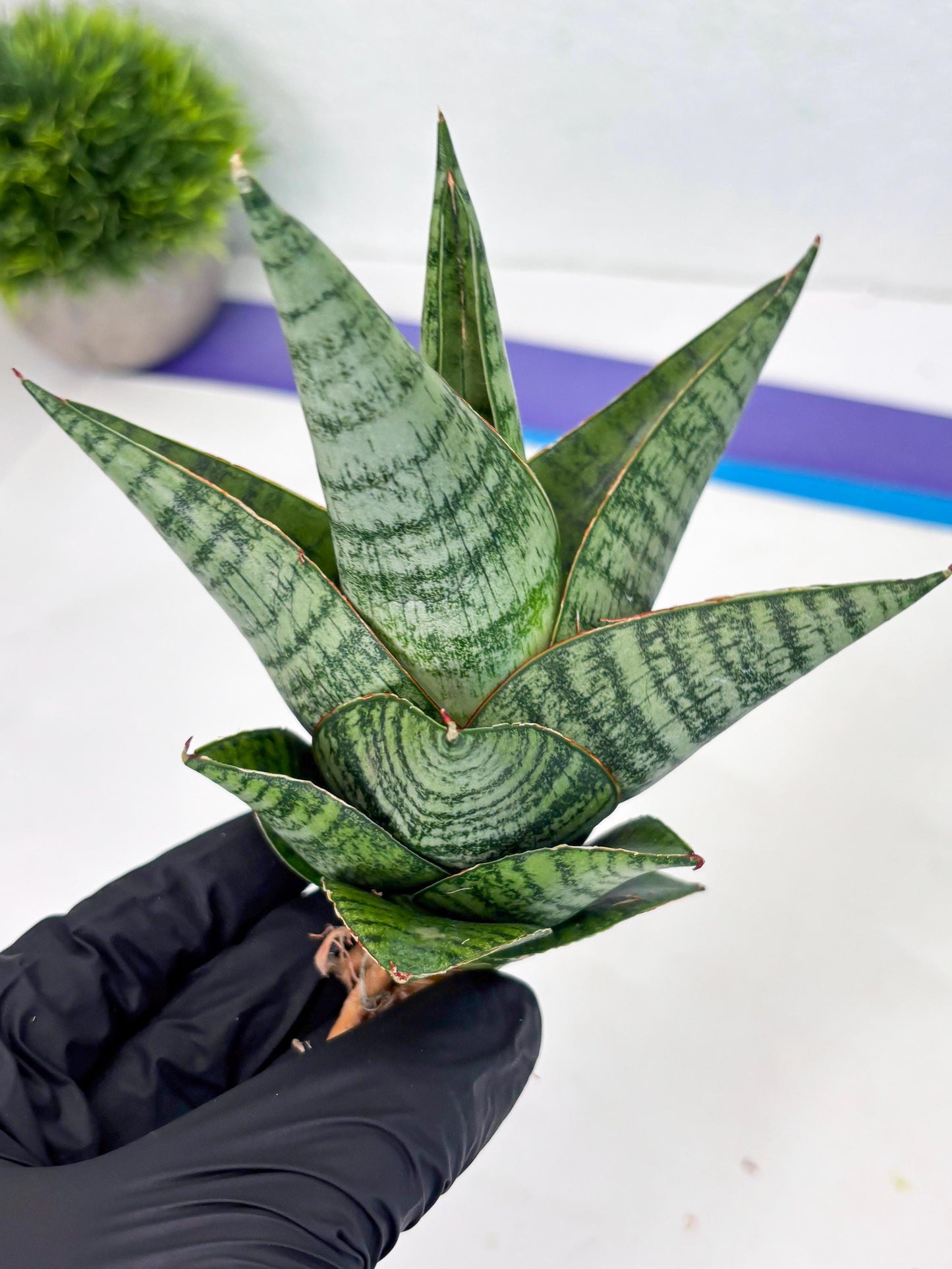 Sansevieria cordova x downsii x gabriela (Ha3) (4) | Rare Hybrid