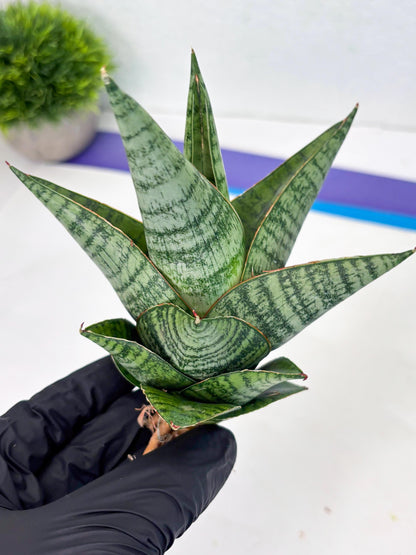 Sansevieria cordova x downsii x gabriela (Ha3) (4) | Rare Hybrid
