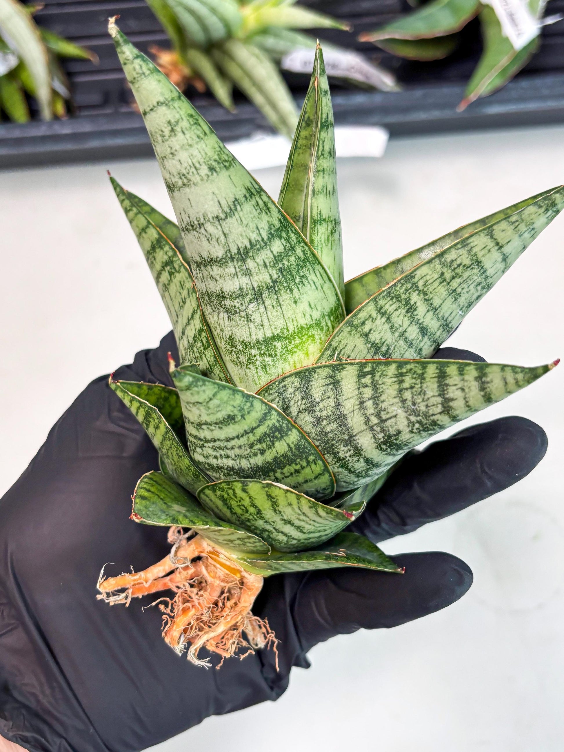 Sansevieria cordova x downsii x gabriela (Ha3) (4) | Rare Hybrid