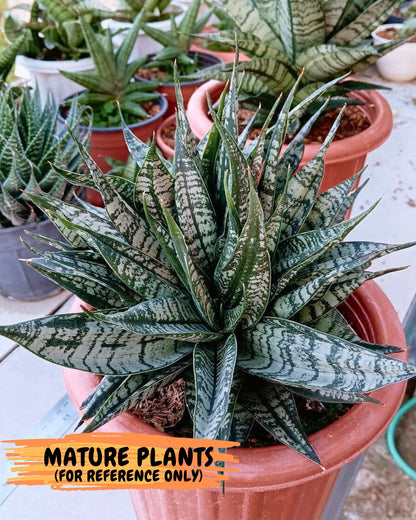 Sansevieria Spyder Crested (Ha5) (10) | Rare Collection