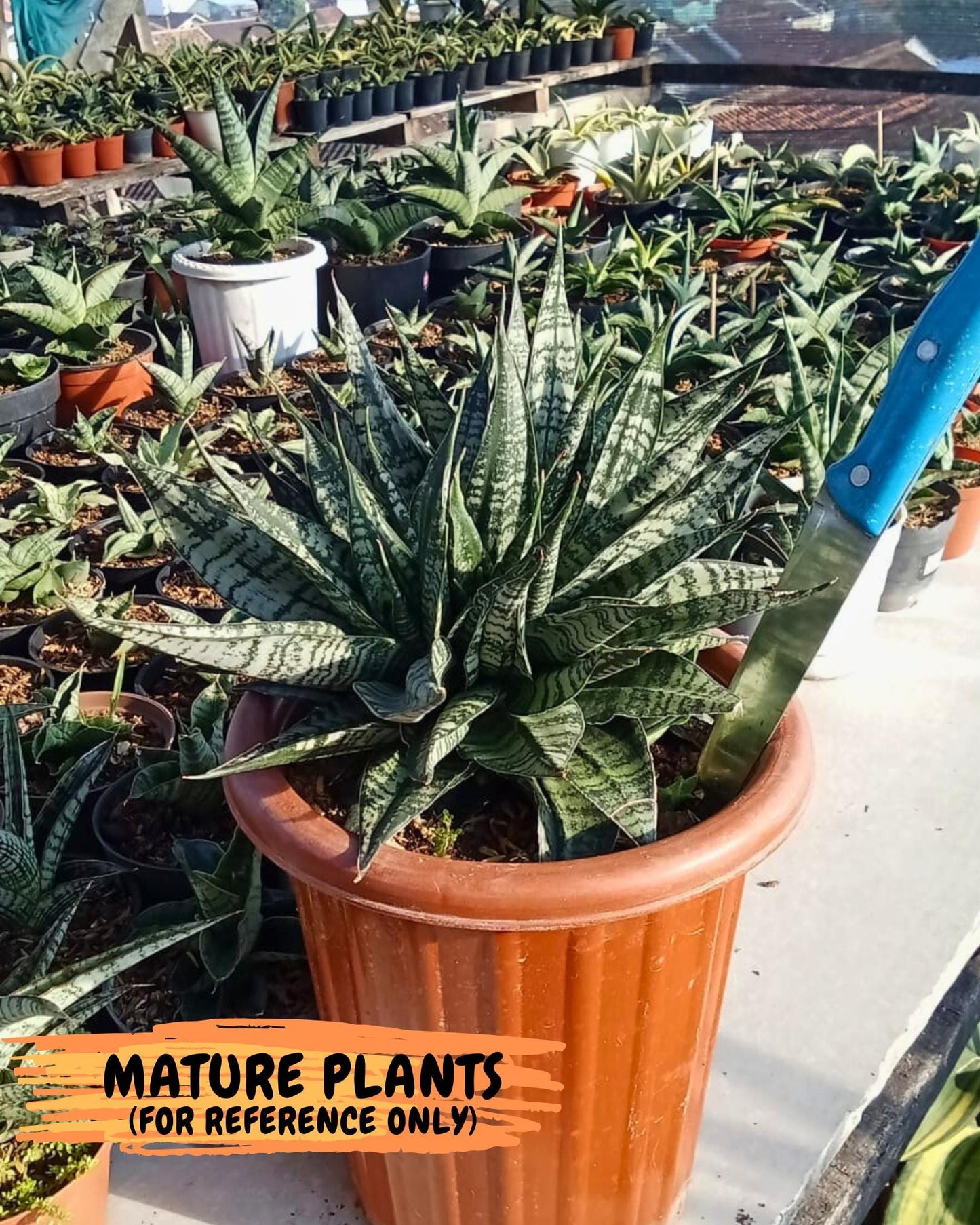 Sansevieria Spyder Crested (Ha5) (10) | Rare Collection