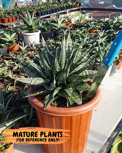 Sansevieria Spyder Crested (Ha5) (10) | Rare Collection