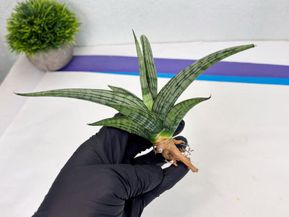 Sansevieria Royal Crown x kanlayensis (Ha3) (10) | Rare Hybrid