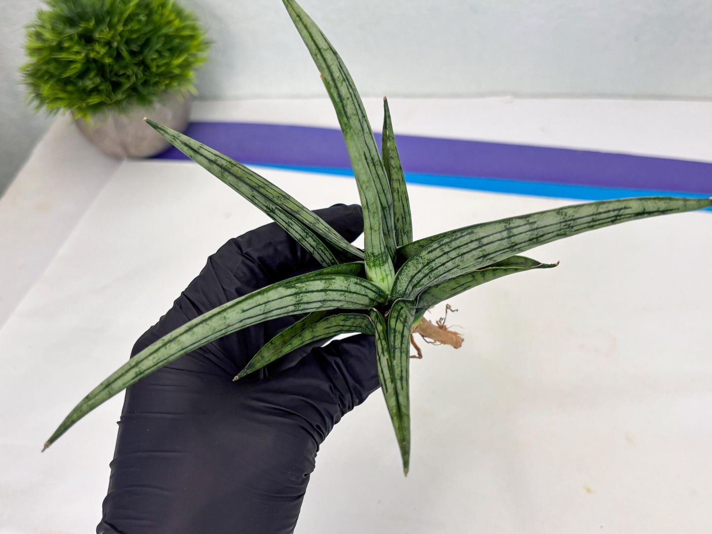 Sansevieria Royal Crown x kanlayensis (Ha3) (10) | Rare Hybrid