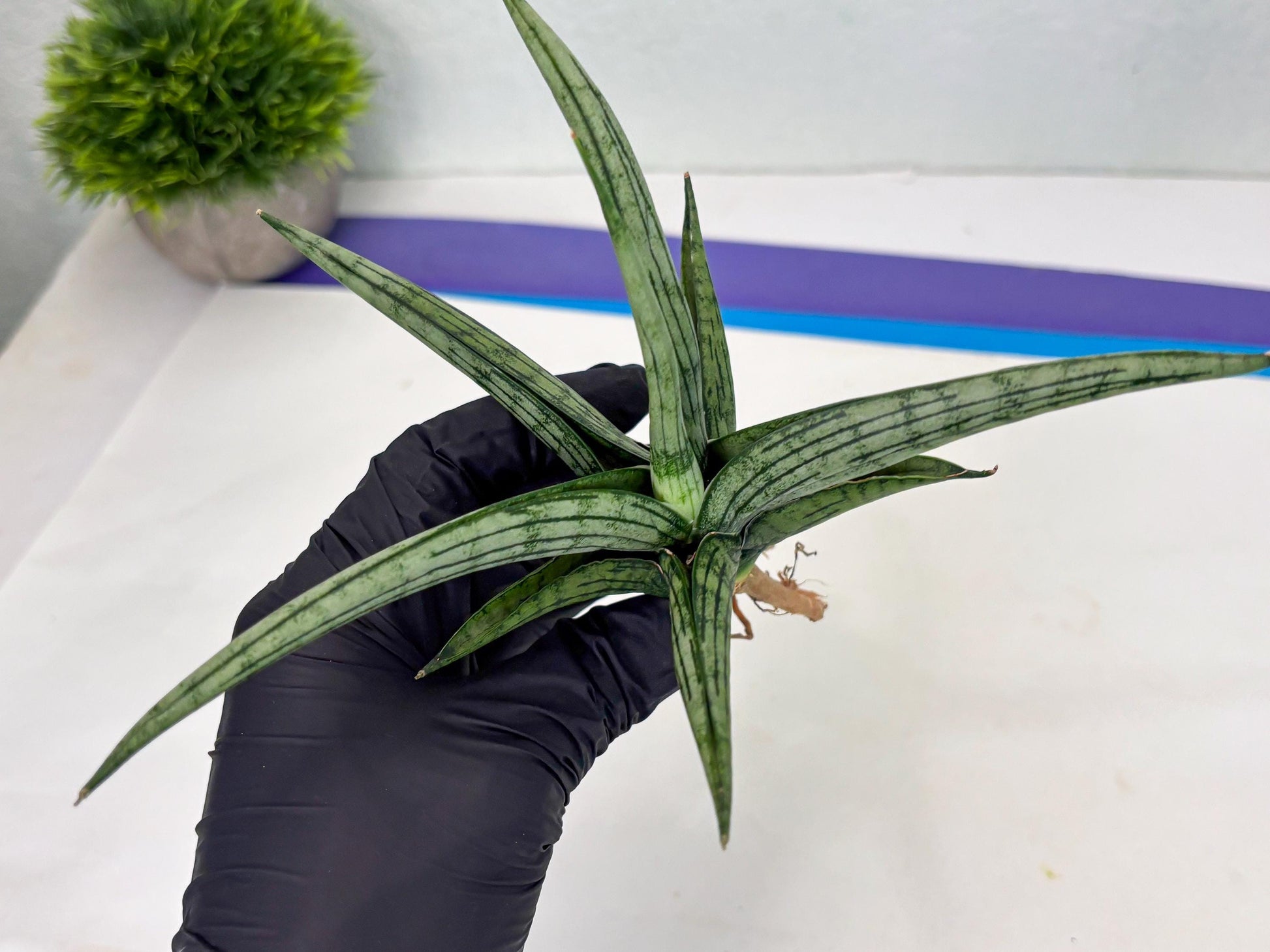 Sansevieria Royal Crown x kanlayensis (Ha3) (10) | Rare Hybrid