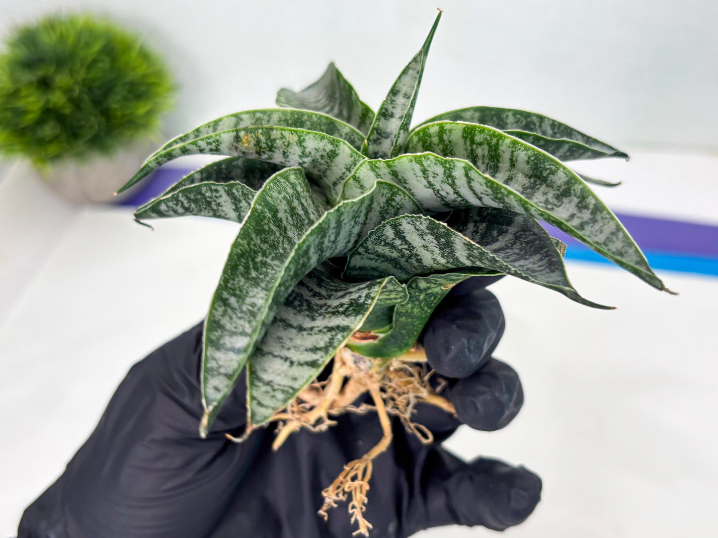 Sansevieria Spyder x Riyad (Ha3) (11) | Rare Hybrid