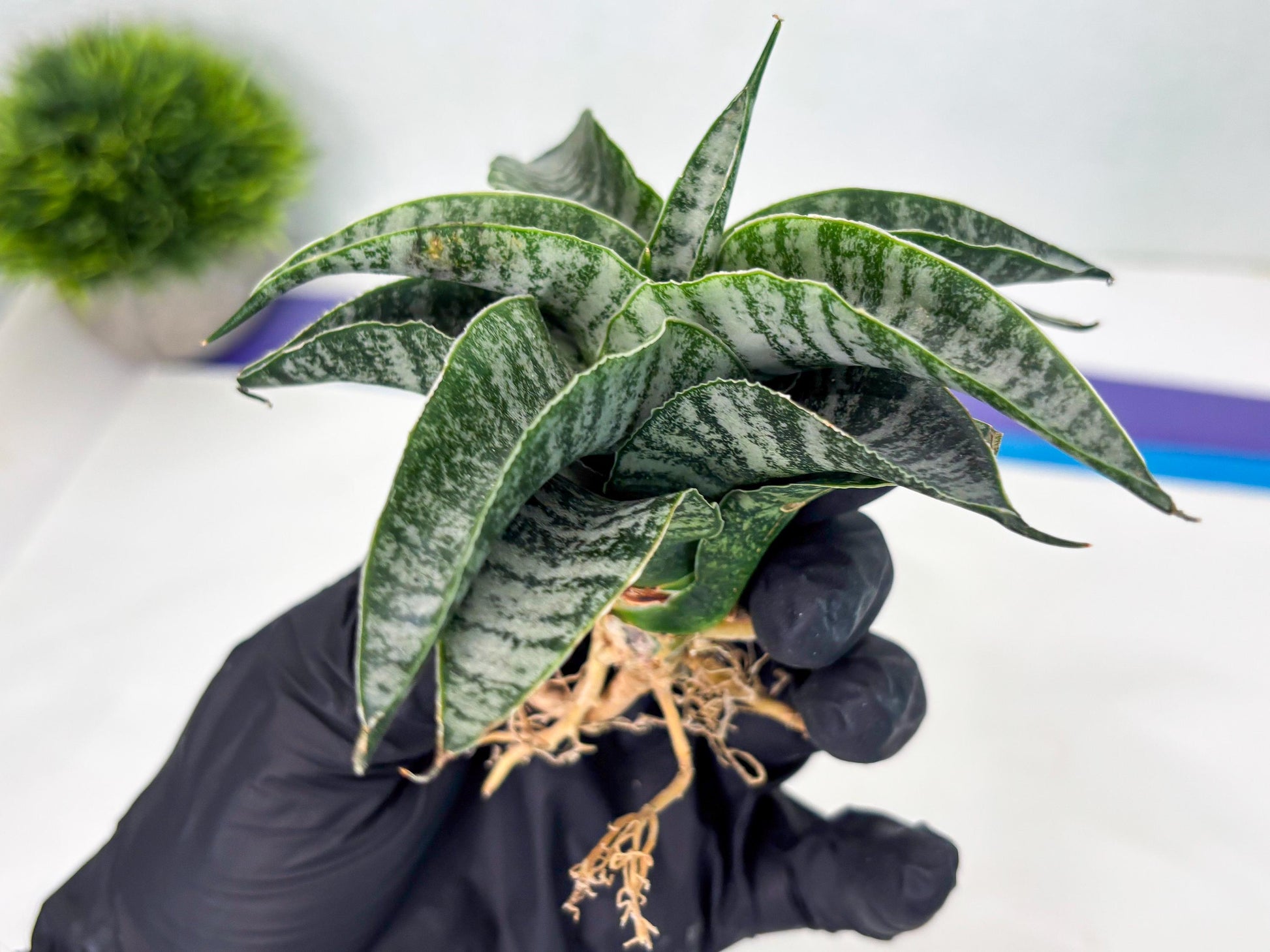 Sansevieria Spyder x Riyad (Ha3) (11) | Rare Hybrid