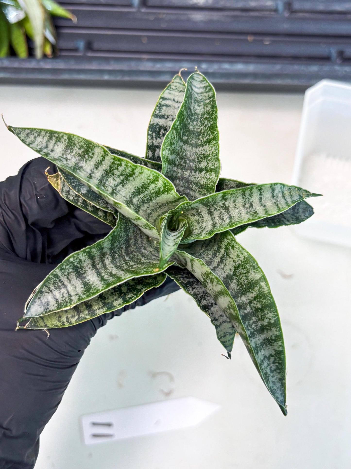 Sansevieria Spyder x Riyad (Ha3) (11) | Rare Hybrid