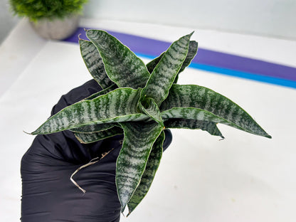 Sansevieria Makayla Frosty (Ha3) (11) | Rare Hybrid