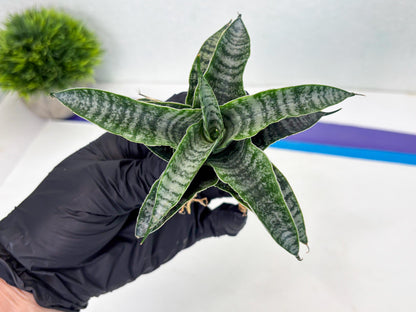 Sansevieria Makayla Frosty (Ha3) (11) | Rare Hybrid