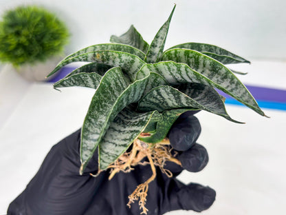 Sansevieria Makayla Frosty (Ha3) (11) | Rare Hybrid