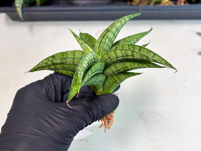 sansevieria Melani (Ha3) (16) | Rare Hybrid