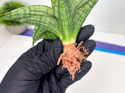 sansevieria Melani (Ha3) (16) | Rare Hybrid