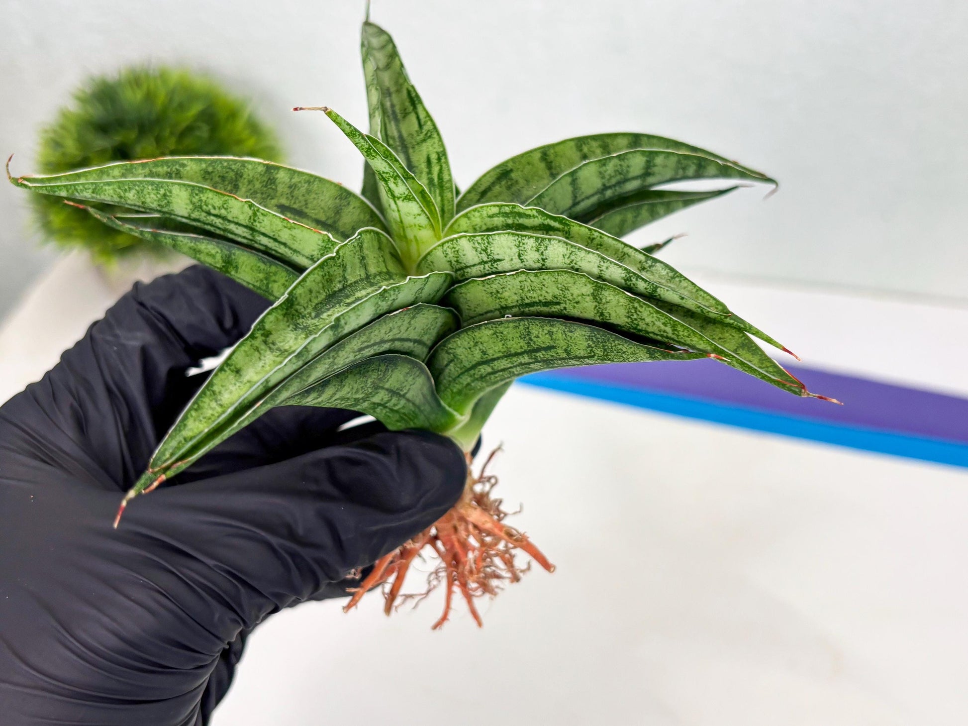 sansevieria Melani (Ha3) (16) | Rare Hybrid