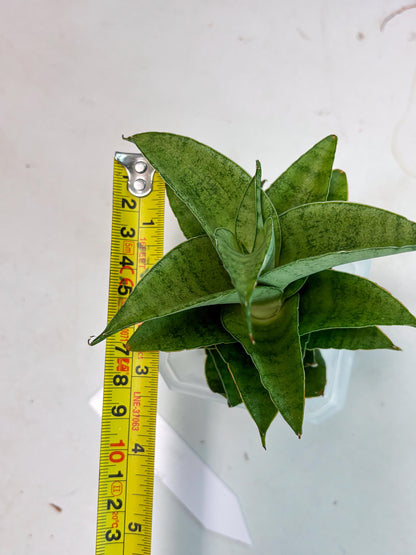 Sansevieria Marsha anjani x spyder x sandana moonshine (Ha3) (19)