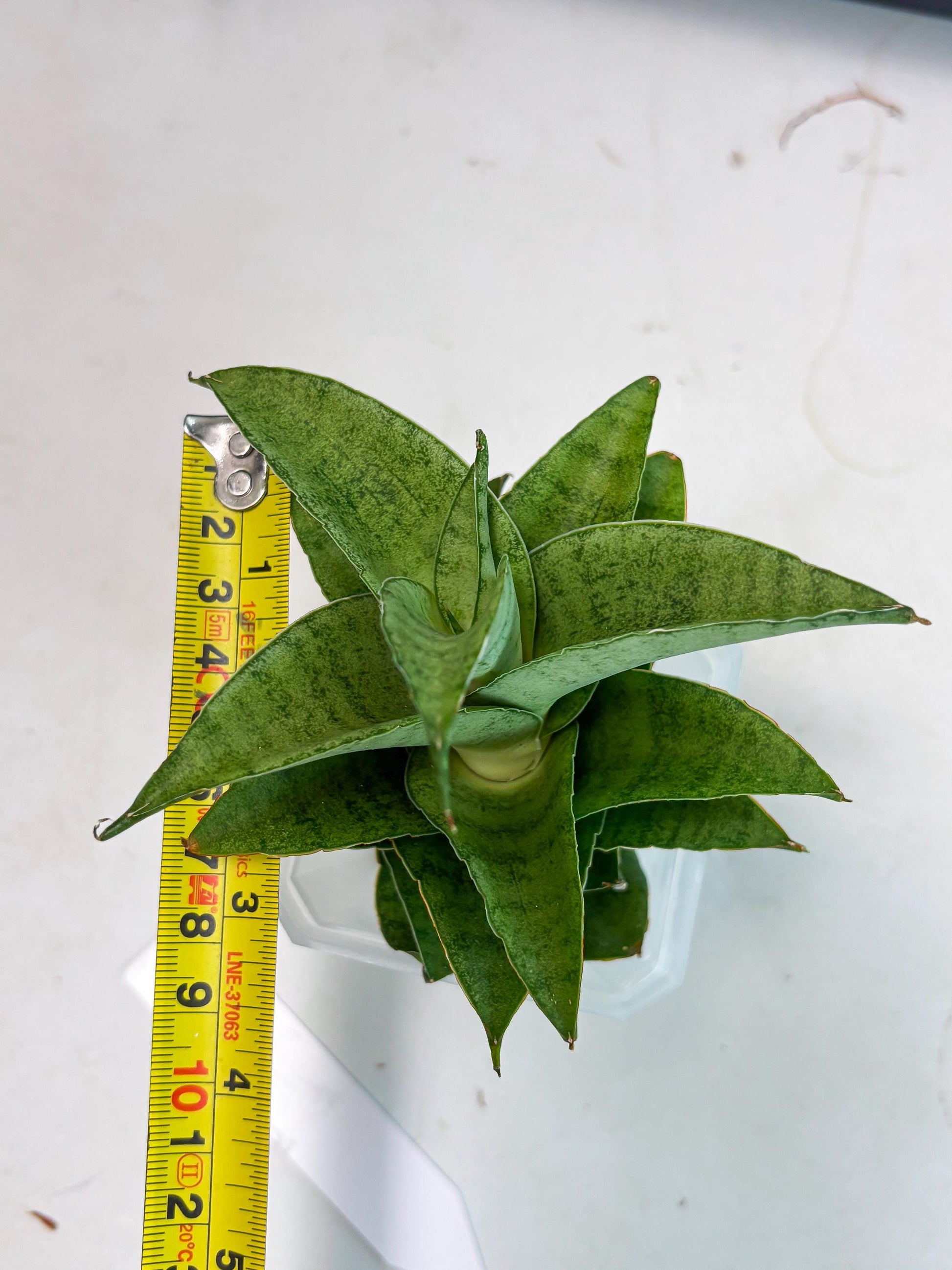 Sansevieria Marsha anjani x spyder x sandana moonshine (Ha3) (19)