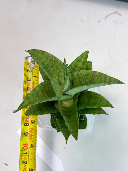 Sansevieria Marsha anjani x spyder x sandana moonshine (Ha3) (19)