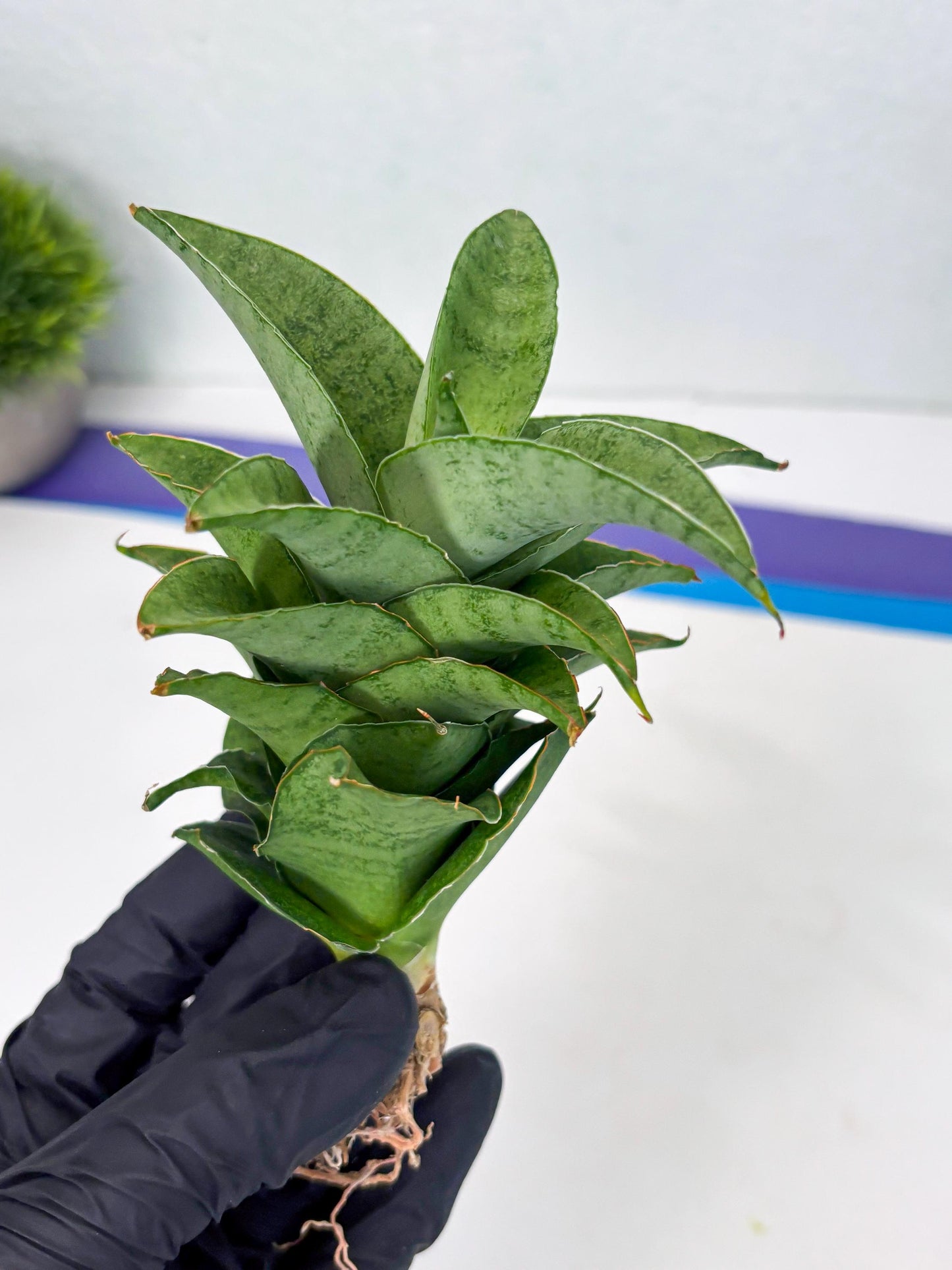 Sansevieria Marsha anjani x spyder x sandana moonshine (Ha3) (19)