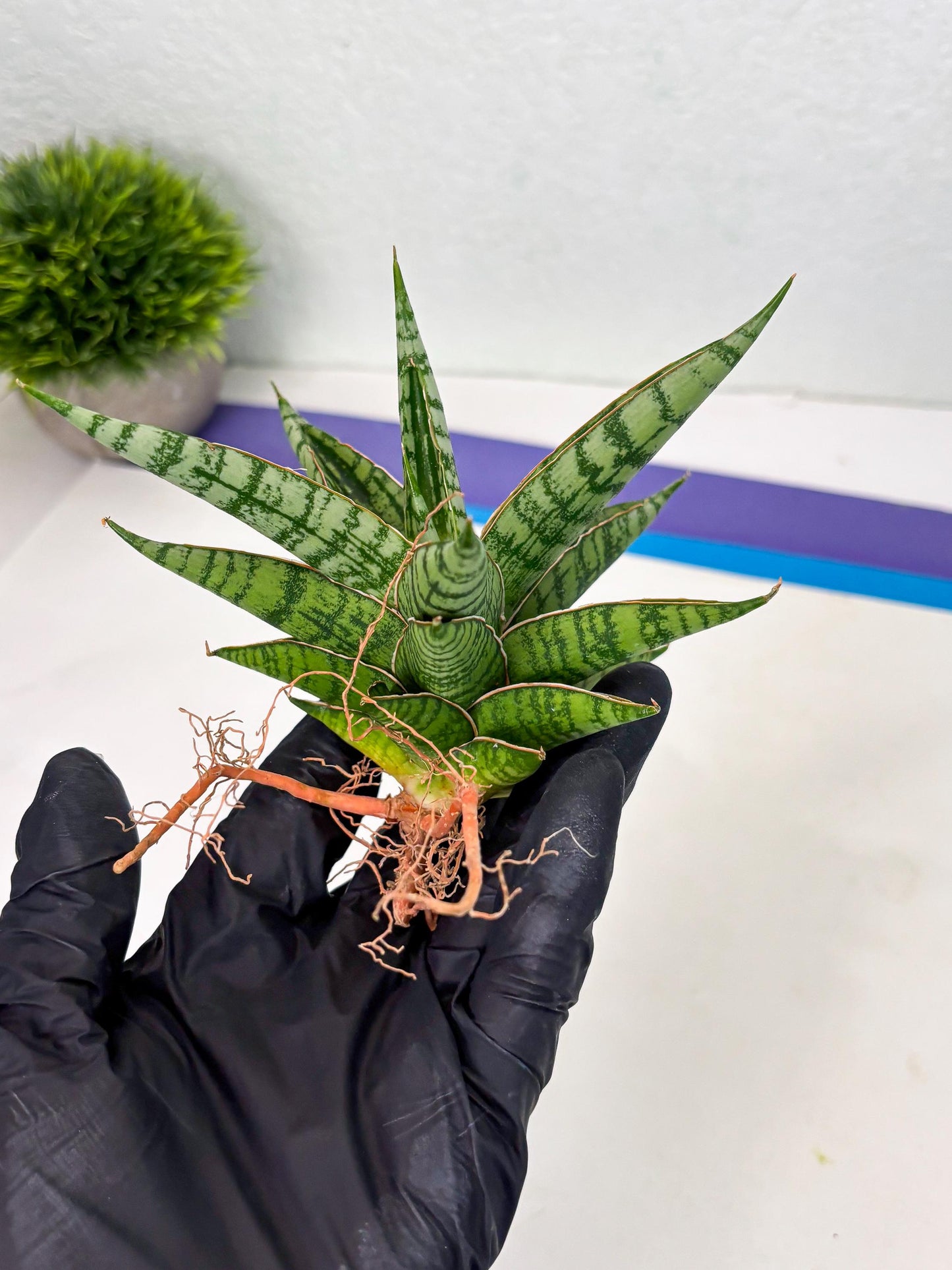 Sansevieria Nalika x Bally Star (Ha4) (1) | Hybrid Snake Plant