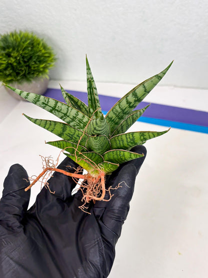 Sansevieria Nalika x Bally Star (Ha4) (1) | Hybrid Snake Plant