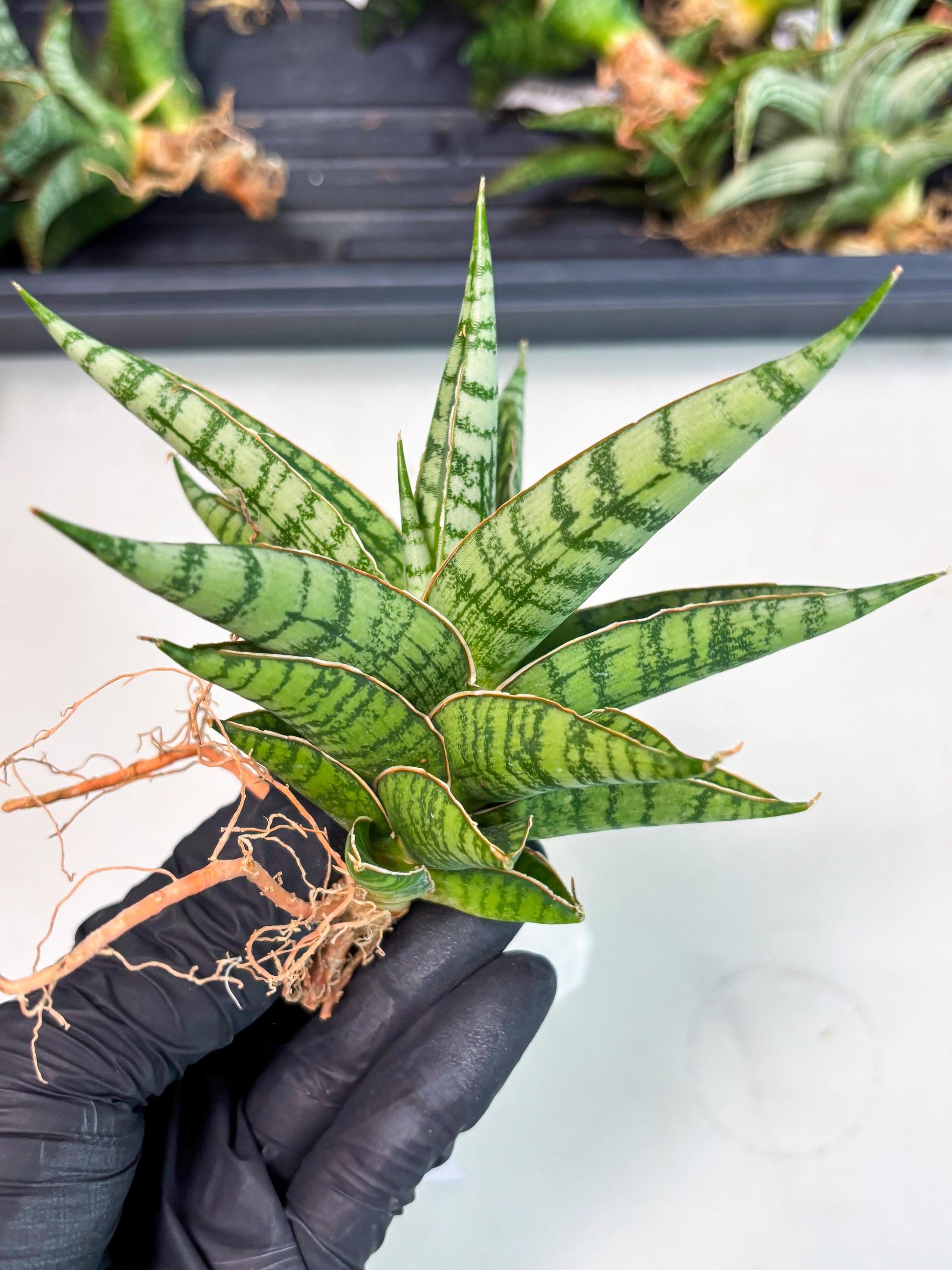 Sansevieria Nalika x Bally Star (Ha4) (1) | Hybrid Snake Plant