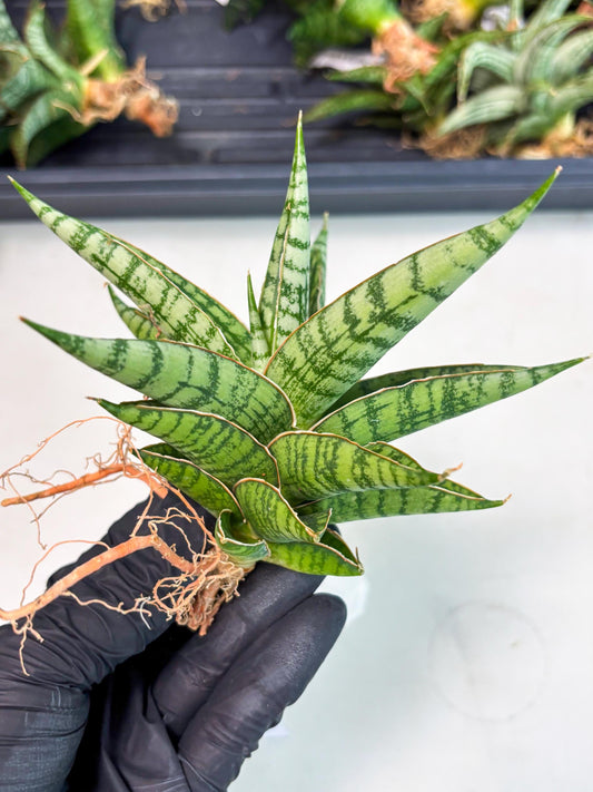 Sansevieria Nalika x Bally Star (Ha4) (1) | Hybrid Snake Plant