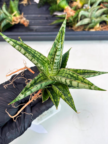 Sansevieria Nalika x Bally Star (Ha4) (1) | Hybrid Snake Plant