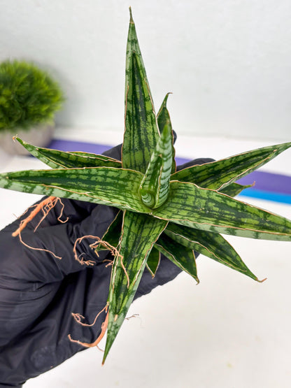 Sansevieria Nalika x Bally Star (Ha4) (1) | Hybrid Snake Plant