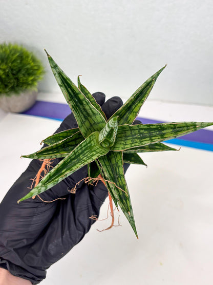 Sansevieria Nalika x Bally Star (Ha4) (1) | Hybrid Snake Plant