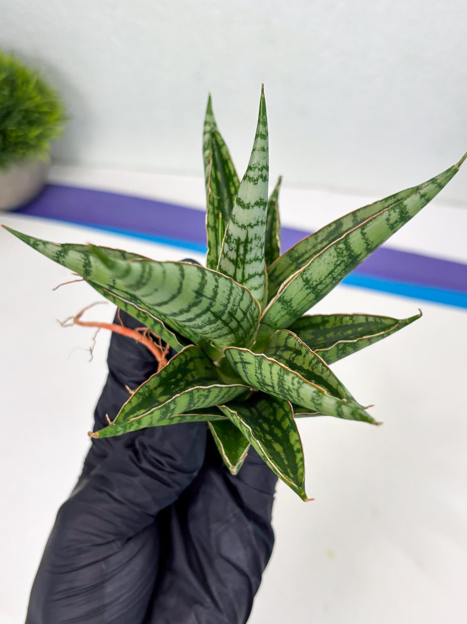 Sansevieria Nalika x Bally Star (Ha4) (1) | Hybrid Snake Plant