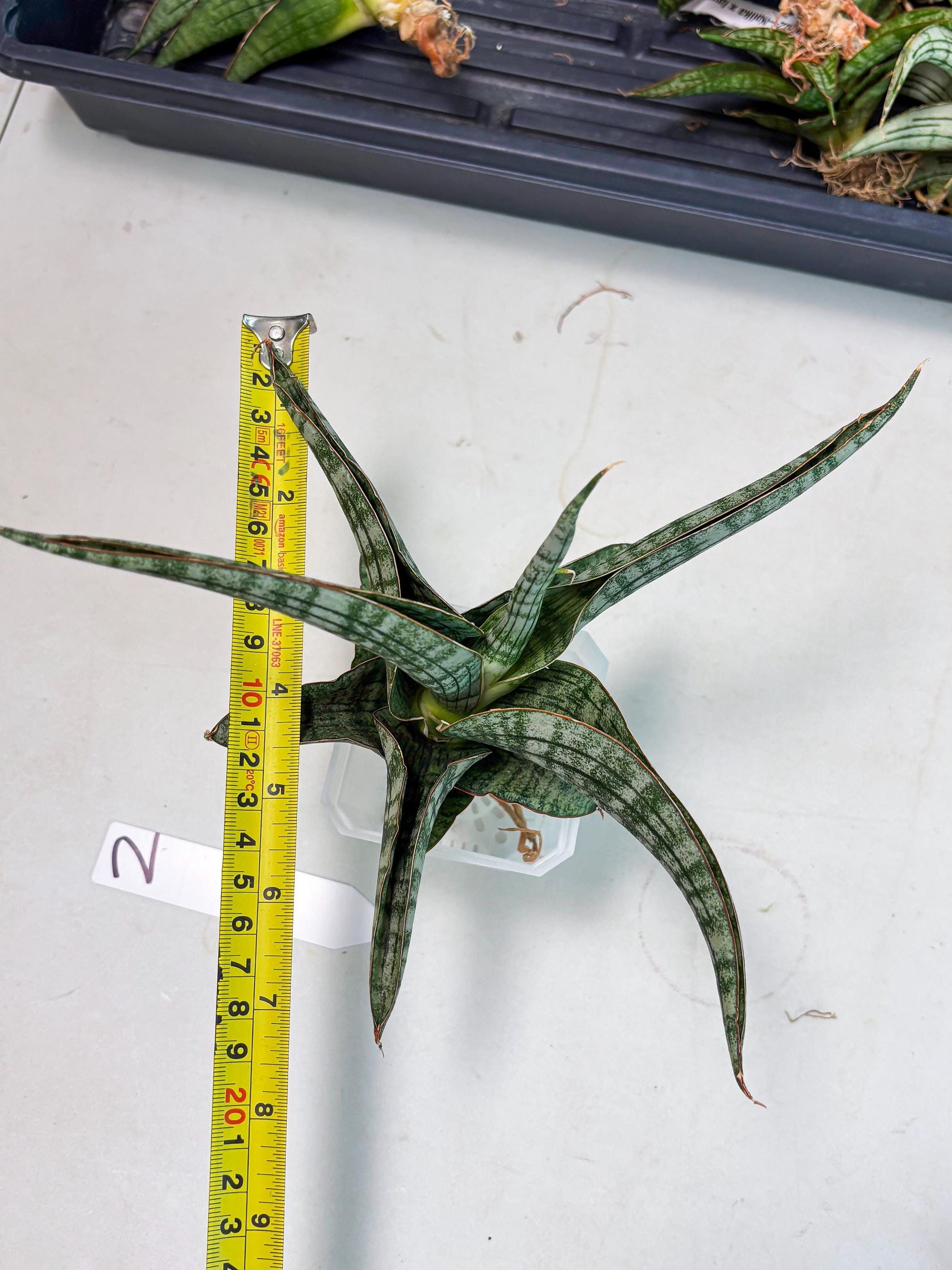 Sansevieria Azura x Marsha (Ha4) (2) | Hybrid Snake Plant